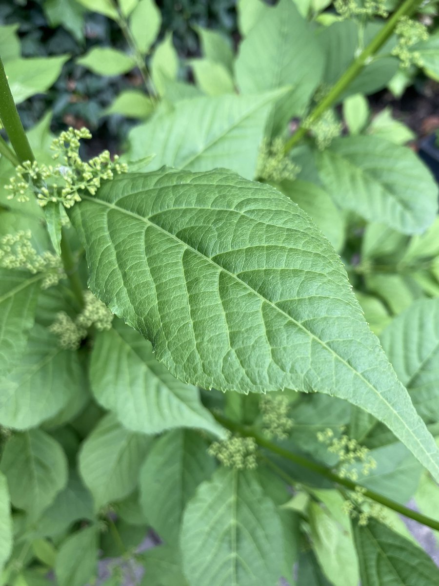 Ik dacht dat er een hortensia stond. Maar hier komen geen bloemen aan. Iemand een idee wat hier groeit ? #dtv