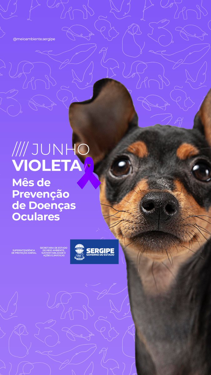 depkittylima's tweet photo. 💜A campanha Junho Violeta tem como objetivo a prevenção de doenças oculares em animais.

🐶Fatores como genética, idade, raça, porte e estilo de vida podem contribuir com o desenvolvimento dessas doenças. Por isso é fundamental visitas regulares ao oftalmologista veterinário. https://t.co/9SMcdYj3VZ
