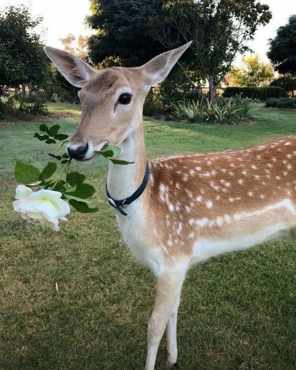 deershouldnt's tweet photo. https://t.co/Fo0yRBSe5r