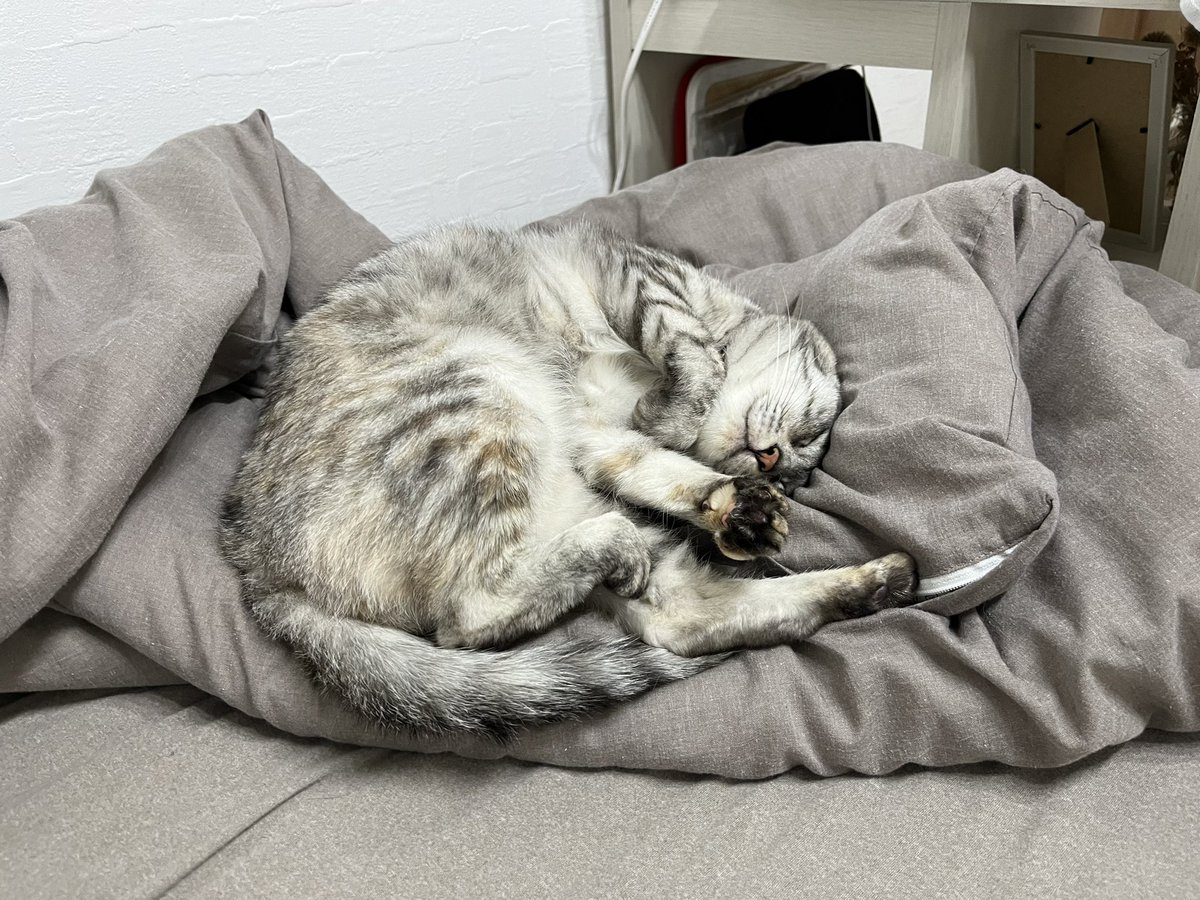 chiffon229's tweet photo. おんなじ形で寝てる姉と弟🐱
#猫
#おやすみなさい https://t.co/VmNrV82I71