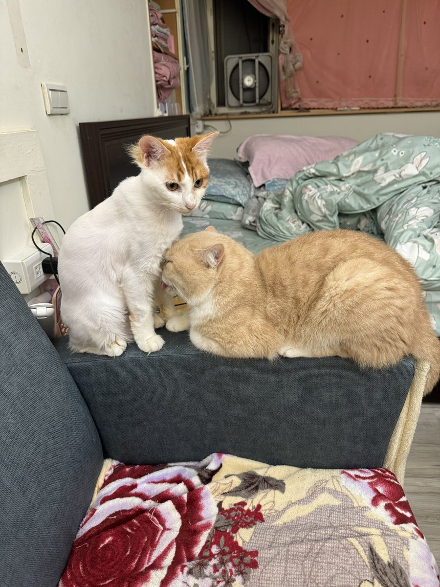 Kitty_Laing's tweet photo. 誰家有母貓可配種，我的是英短米色 https://t.co/2qlX1xkFsS