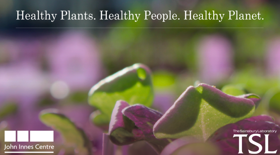 Do you get excited about research collaborations? 

A new role is available to help drive our "Healthy Plants. Healthy People. Healthy Planet." (HP3) vision with <a href="/JohnInnesCentre/">John Innes Centre</a>
➡️5 days left to apply (by 9 June): Research Partnerships &amp; HP3 Hub Lead okt.to/4YM6La