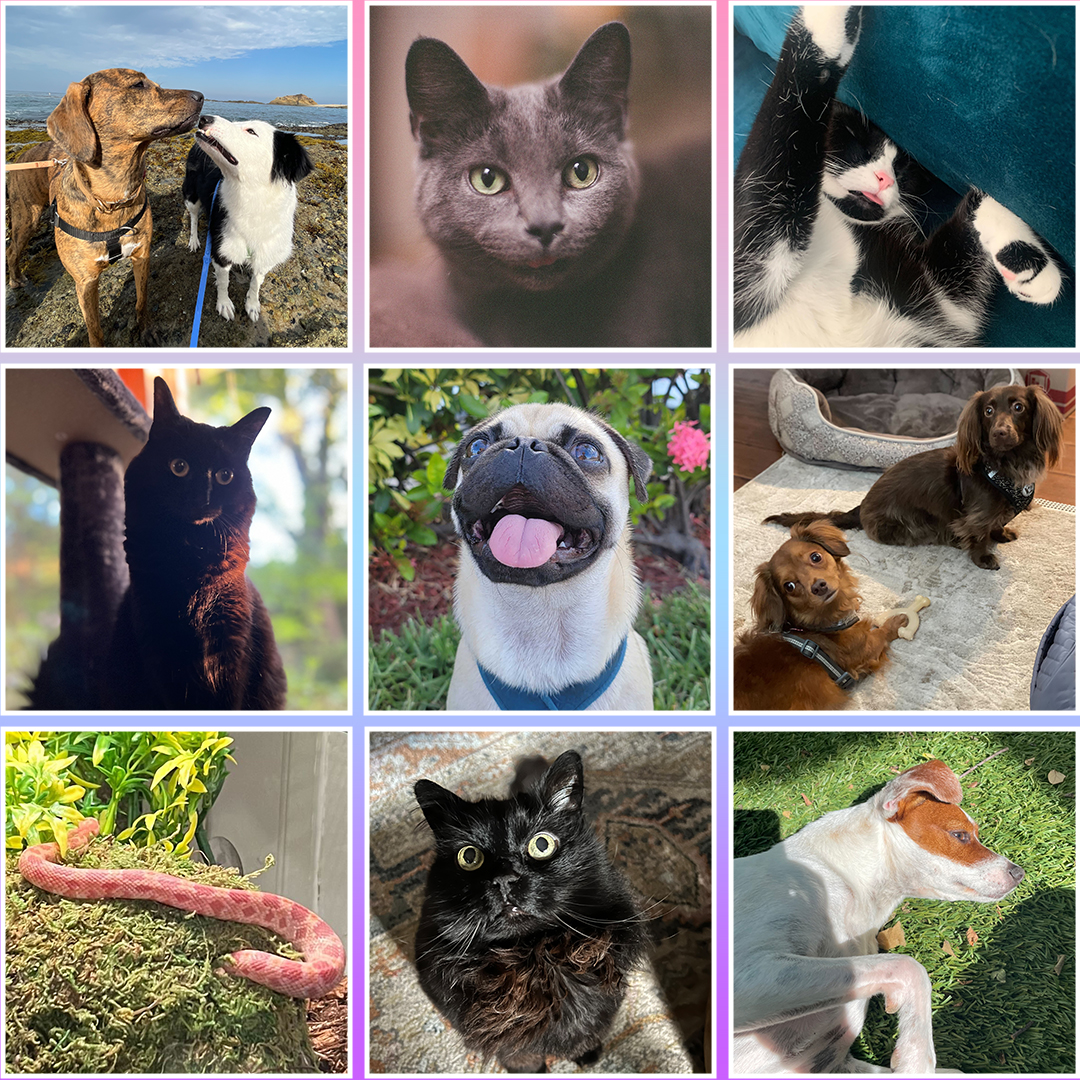 Showing our appreciation to all the pets of Team Audio. Thank you for being at the side of our hard-working team!