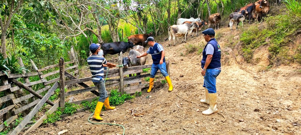 AgrocalidadZ7's tweet photo. #ElOro | Continuamos realizando supervisión de vacunación contra la fiebre aftosa, con el objetivo de mantener el estatus zoosanitario del país, en los cantones Piñas, Pasaje, Chilla y Santa Rosa. #EcuadorLibreDeFiebreAftosa https://t.co/GT4Na8DWMj