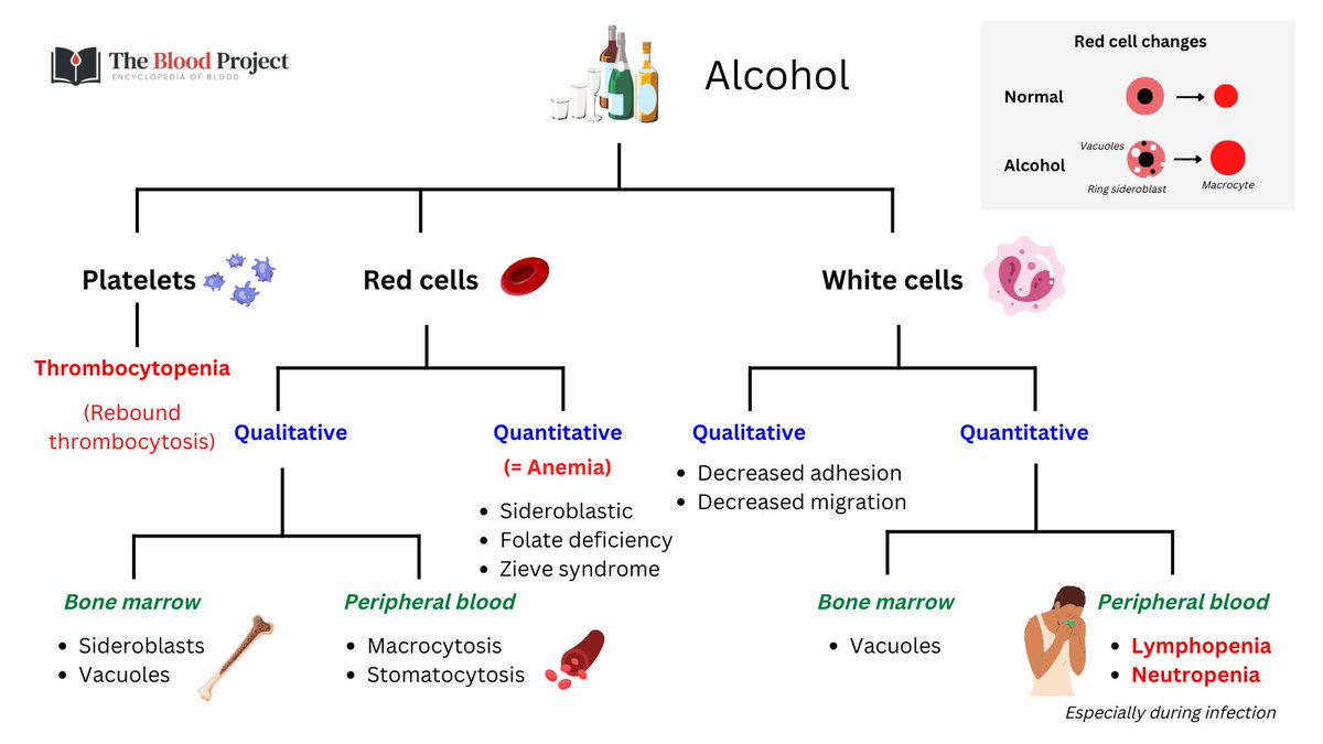 EFFECTS OF ALCOHOL ON HEME SYSTEM