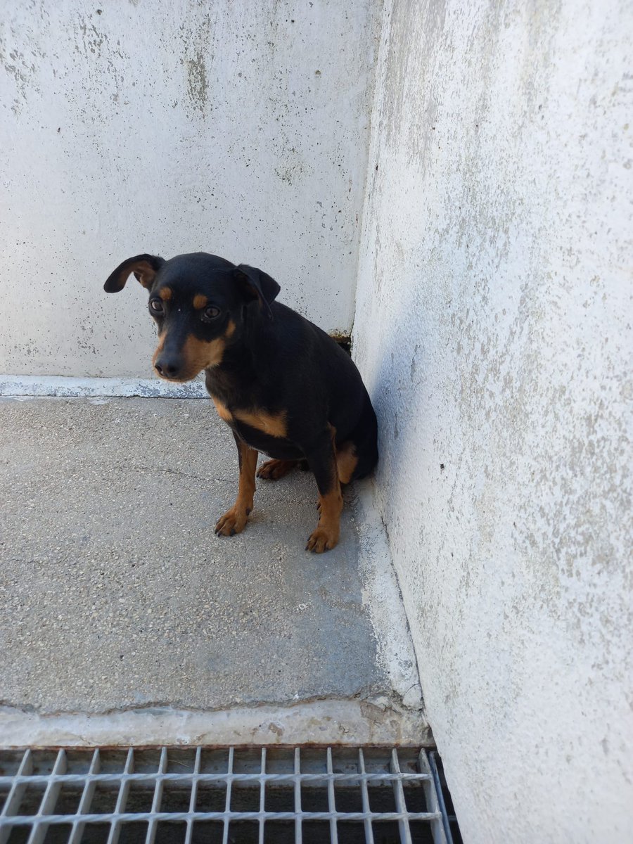 RobertaPapa13's tweet photo. PINO!!!4 anni ,
7 kg
Buttato di notte in canile 2 anni fa ,all’inizio era spaventatissimo, poi pian piano si è lasciato andare
Baci in quantità
Pino però vive in una gabbia e ha bisogno di una famiglia che lo accolga con amore e per sempre. Si trova in Puglia. 350/1196942 https://t.co/5n02GdUaqy