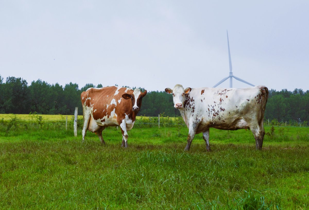 EUAgri's tweet photo. On the last #AgriPress field trip to Belgium🇧🇪,  journalists

discovered the🚜cooperatives' role in marketing and distribution &amp;

visited two🥩meat and 🧈dairy farms to learn about their production &amp; their 🌽🍓🍦diversification efforts
 
Join the network👉https://t.co/lzCS7Buem3 https://t.co/OWPQQaWZq3