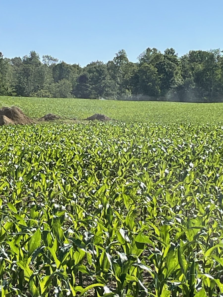 NACHURS's tweet image. Get ready to witness the incredible impact of drones in Southern Ohio as they bring you the unbeatable blend of Triple Option and Finish Line for V5 corn! 🌽 

#NACHURS #TripleOption #FinishLine #FoliarNutrition #Agriculture