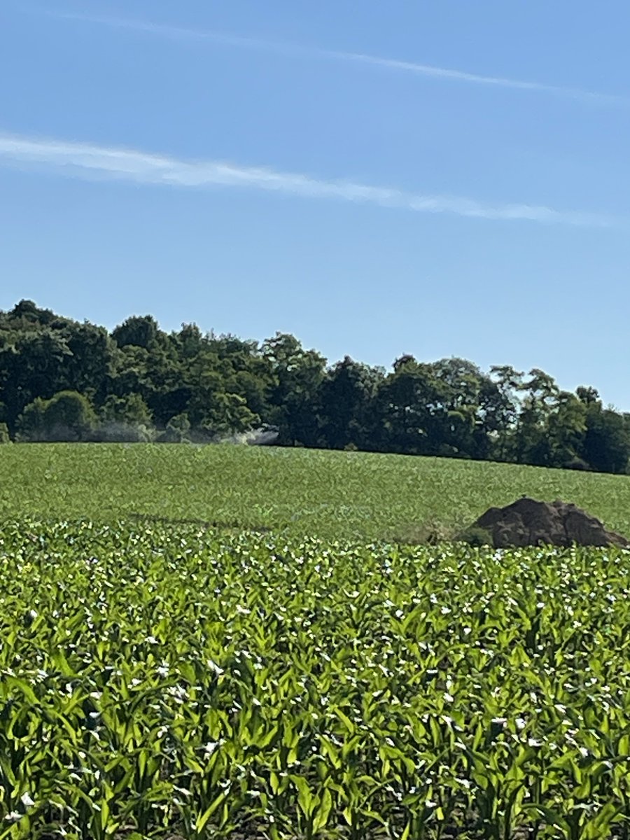 NACHURS's tweet image. Get ready to witness the incredible impact of drones in Southern Ohio as they bring you the unbeatable blend of Triple Option and Finish Line for V5 corn! 🌽 

#NACHURS #TripleOption #FinishLine #FoliarNutrition #Agriculture