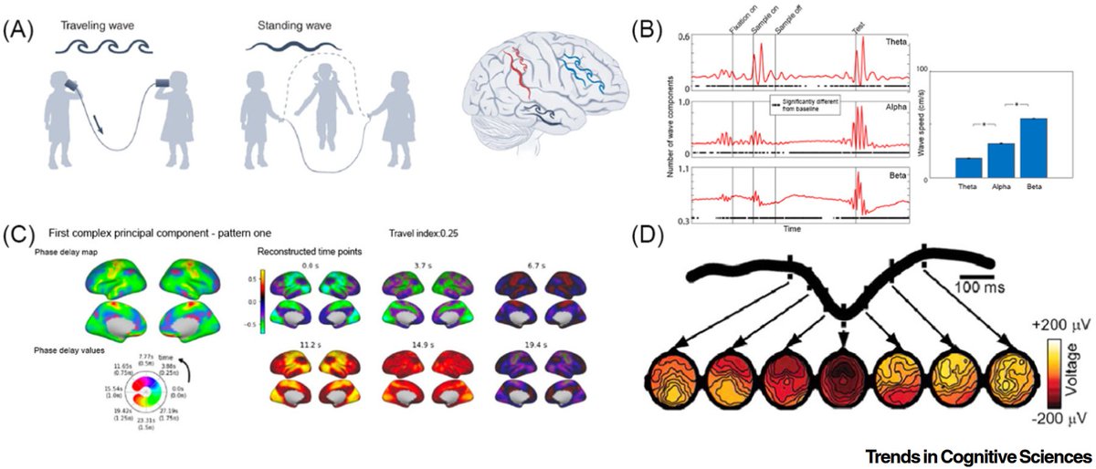 𝗕𝗿𝗮𝗶𝗻 𝘀𝘁𝗮𝘁𝗲𝘀 𝗮𝘀 𝘄𝗮𝘃𝗲-𝗹𝗶𝗸𝗲 𝗺𝗼𝘁𝗶𝗳𝘀
Waves are in! "a brain state can be described as a set of recurring, sequential patterns of propagating brain activity, namely a wave."
Maya Foster, Dustin Scheinost
doi.org/10.1016/j.tics…