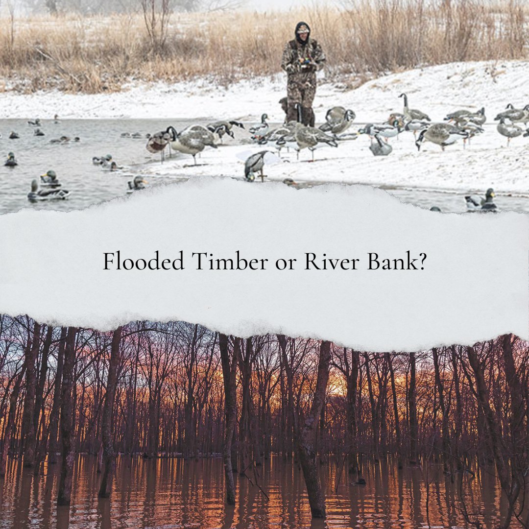 WILDFOWLMag's tweet photo. Where would you rather hunt your mallards, in the trees, or the edge of river?
#pickone #bothplease #riverbank #floodedtimber #wildfowl https://t.co/ubQkHIJgeS