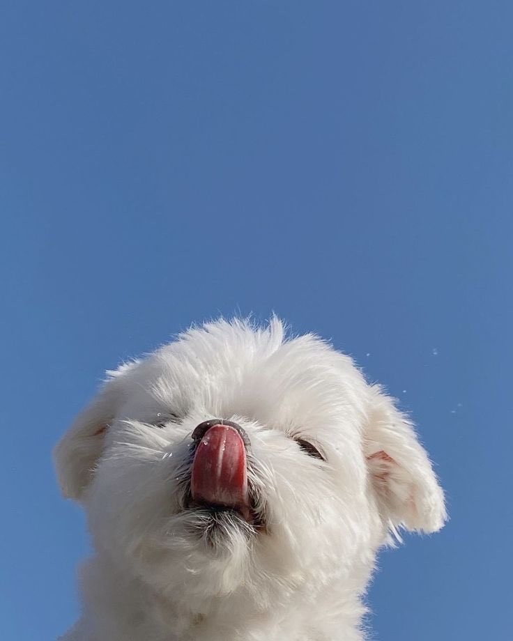 💖 (@twaniimals) on Twitter photo 