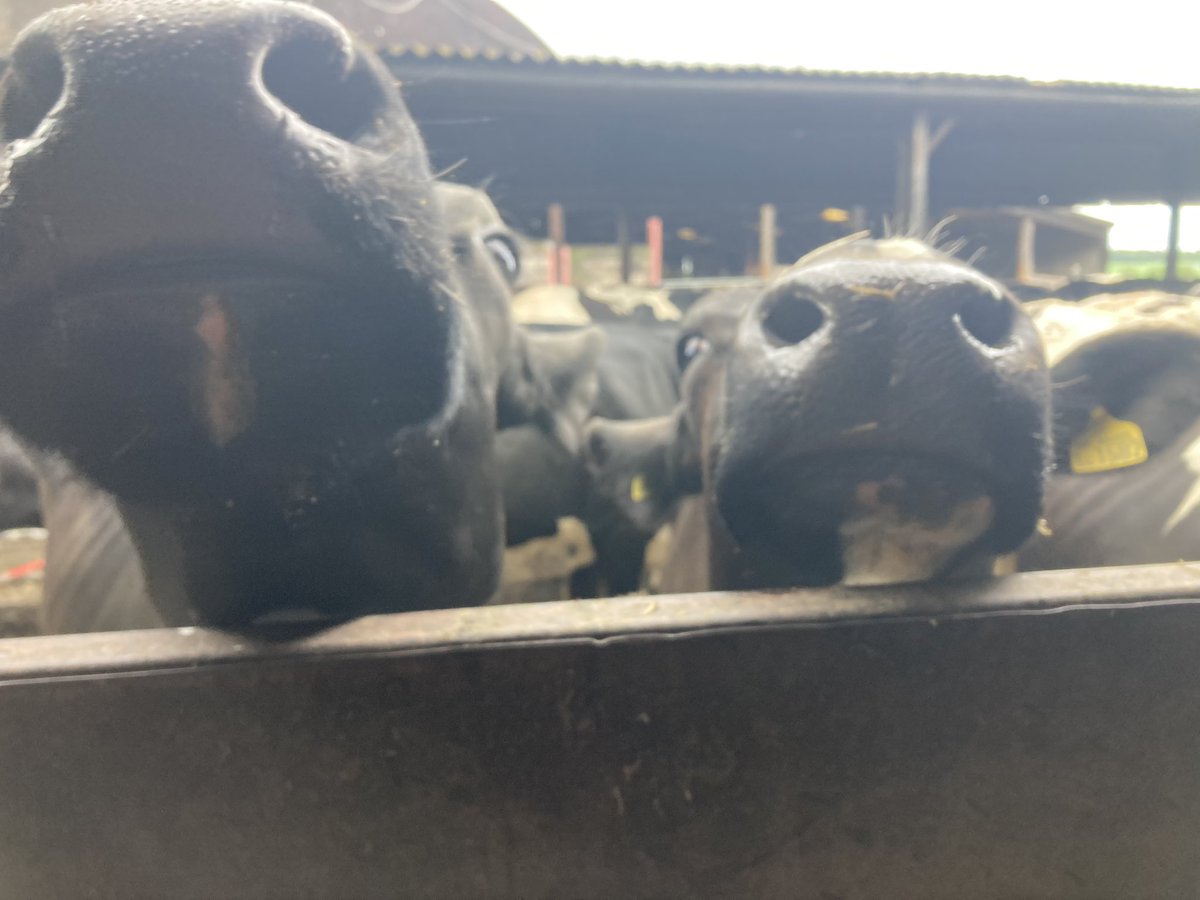 Me, currently trying to maintain a “low profile” while carrying out independent mobility scoring during the afternoon milking..😏

#cowmobility #mobilityscoring #teamdairy🐄💘 #FALtd