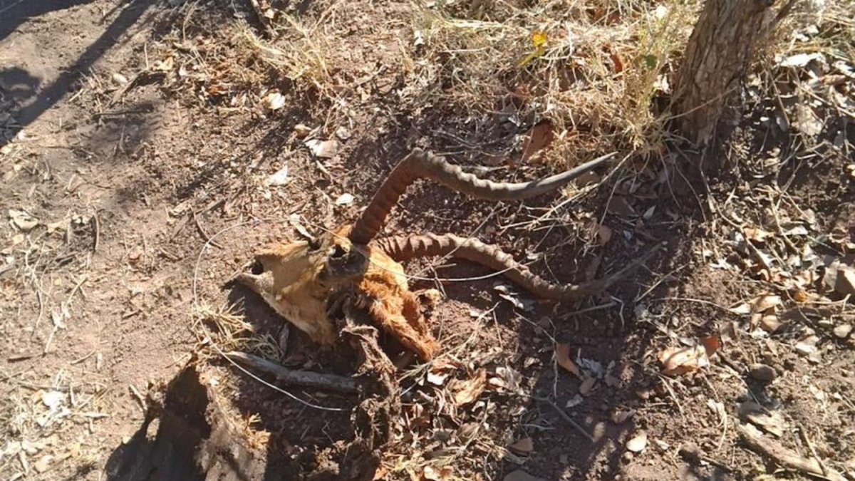 survivalanimal's tweet photo. YOUR DONATIONS IN ACTION: Anti-poaching team removes illegal snares & fishing lines, stopping #poachers in their tracks. Thanks to you, we have helped the team in #Zimbabwe remove 1,285 snares from the area. Find out more: https://t.co/FyAWwvaLnR
#ASIUpdates #BHAPU #SnareAware https://t.co/e2udk7XO5K