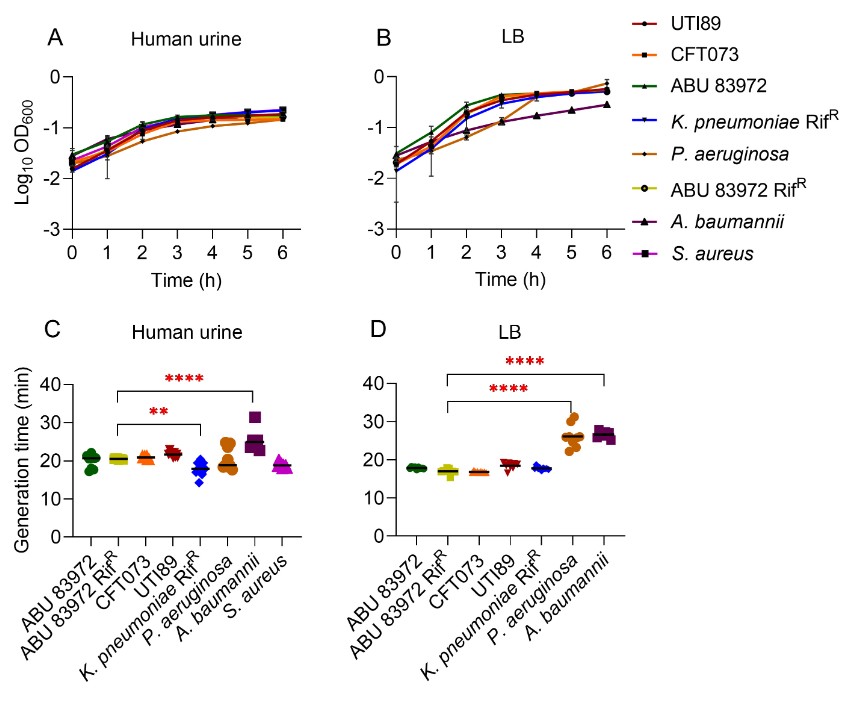 ASMicrobiology's tweet photo. An asymptomatic bacteriuria-causing E. coli strain prevents UTI by suppressing the colonization of UPEC in a milieu- and cell-density-dependent manner, highlighting the importance of metabolites and nutrients in human urine. Learn more in #IAIJournal: https://t.co/g4JJ1U7jaA https://t.co/z7L90UaIgX