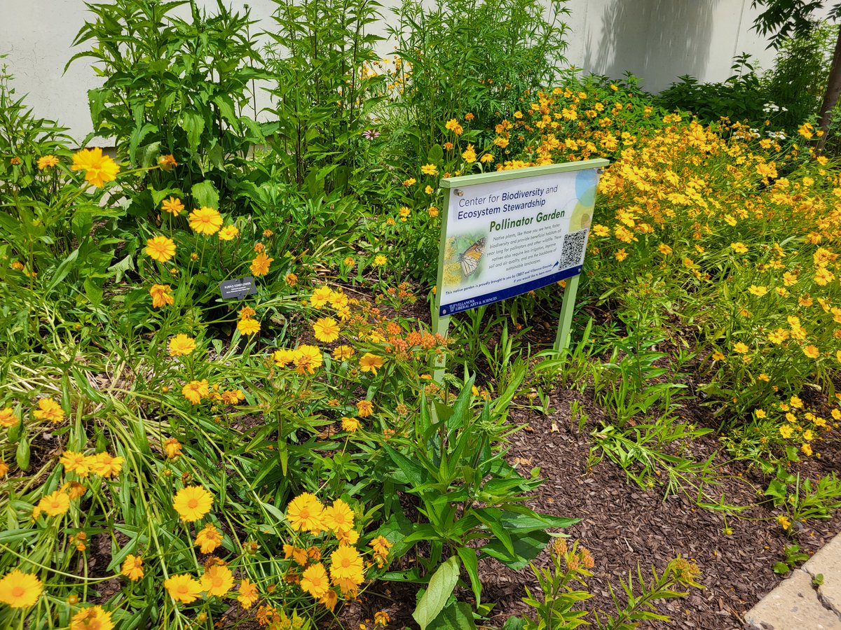 CBESTnova (@cbest_nova) on Twitter photo What's going on in Your #NativePAPlant #pollinatorgarden? This one on <a href="/VillanovaU/">Villanova University</a> main campus is buzzing! What's going on in Your #NativePAPlant #pollinatorgarden? This one on <a href="/VillanovaU/">Villanova University</a> main campus is buzzing!