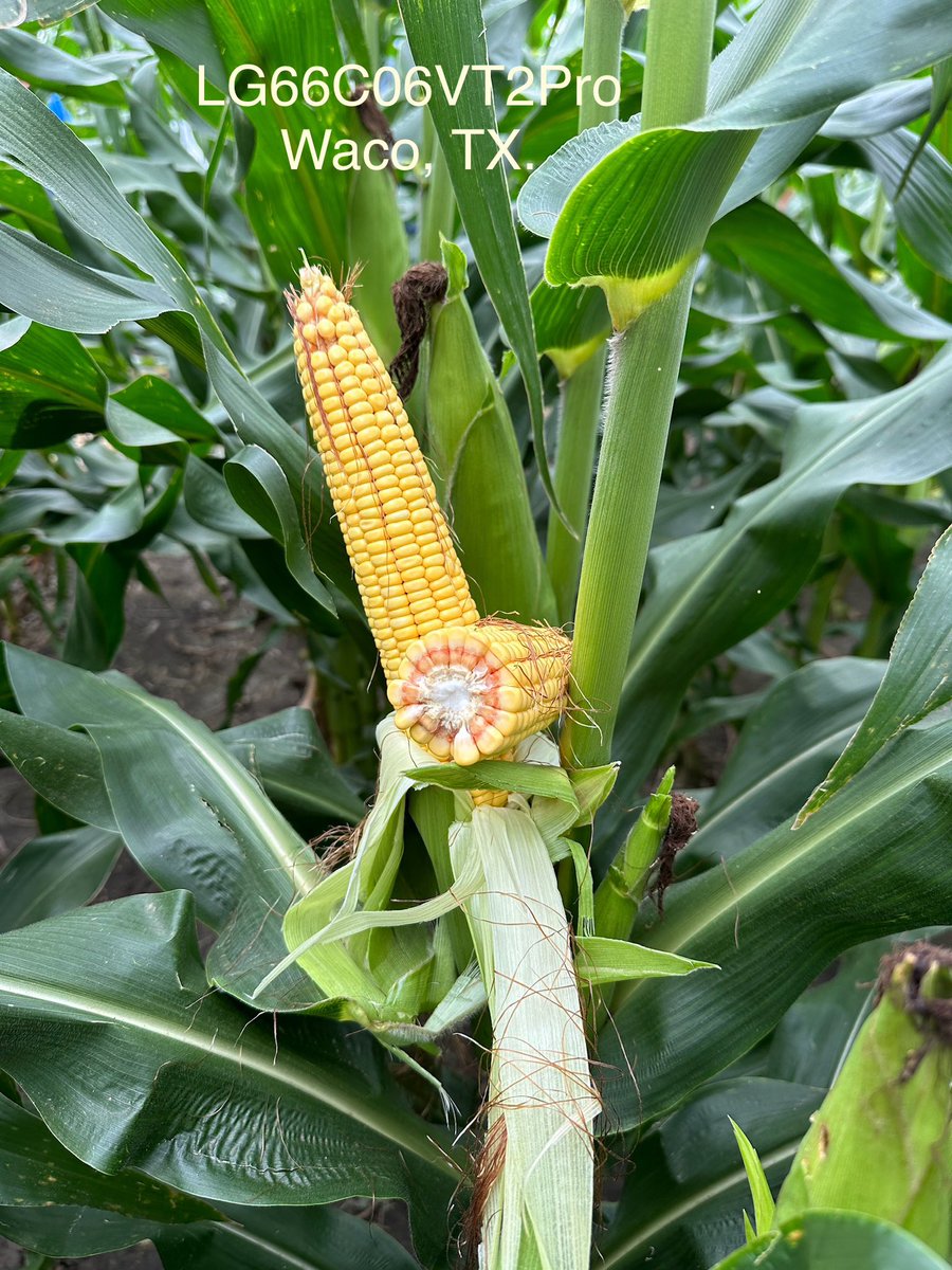 Central and South Texas this week looking at product. Wet country here near Waco, TX. 130-150 bu yield environment at this plot. Crop is looking good where they haven’t had excessive rains. <a href="/LGSeeds/">LG Seeds</a> #grow2024