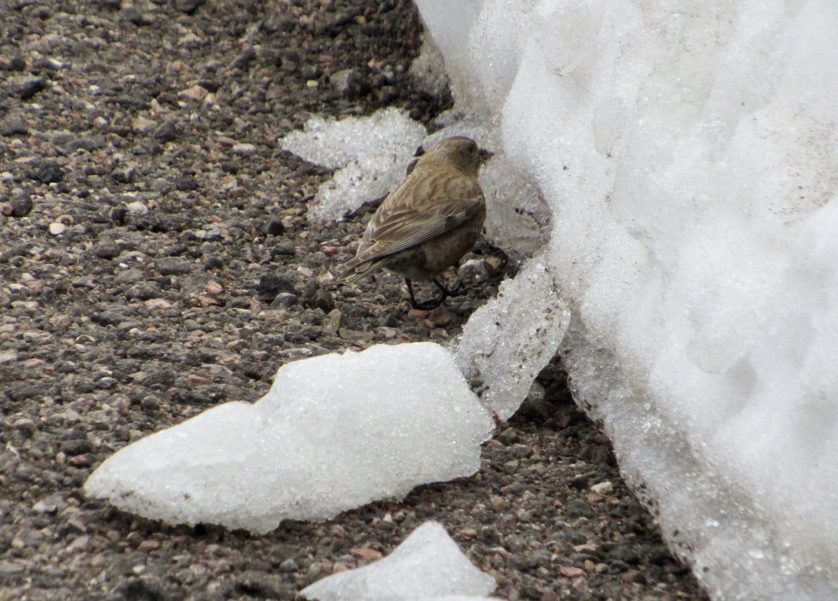 LayoverBirder's tweet photo. Climbed to 14,000’ to find this brown-capped rosy-finch… in a parking lot 🤨 #Colorado #PikesPeak #BirdsOfTwitter #BirdsSeenIn2024 https://t.co/AkfDyqWrPM