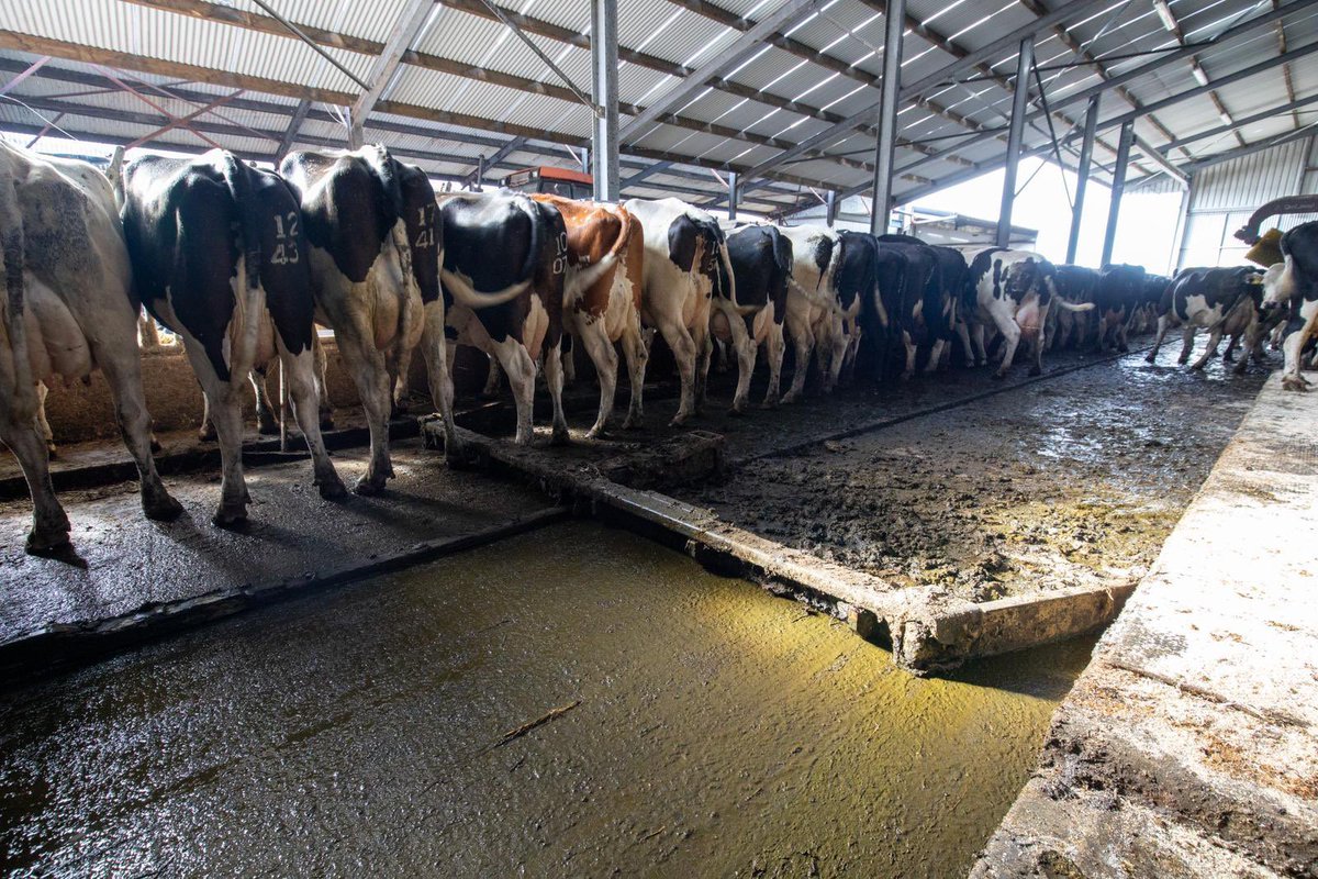 dairymaster's tweet photo. 🐮 Better Hoof Health
🚜 Reduced Workload
🧹 Cleaner Sheds
Thinking about upgrading your scraping system? Look no further than the Dairymaster CleanSweep
#dairymaster #irishfarming #dairyfarming #irishdairyfarm #irishfarm https://t.co/yCHHhtNgPU