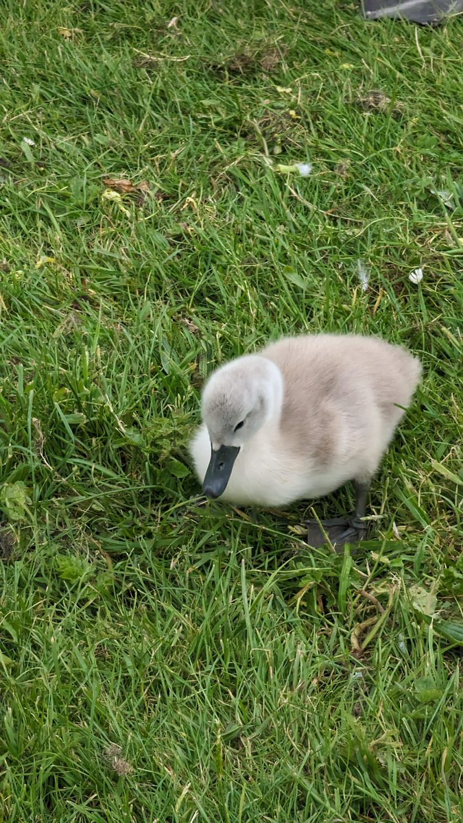 Tory Govts. have continuously let the country down on animal welfare legislation Today I paid a visit to Bob, Faith & the cygnets 🦢 #VoteLabour on the 4th of July to ban force-fed duck imports & deliver on animal welfare promises