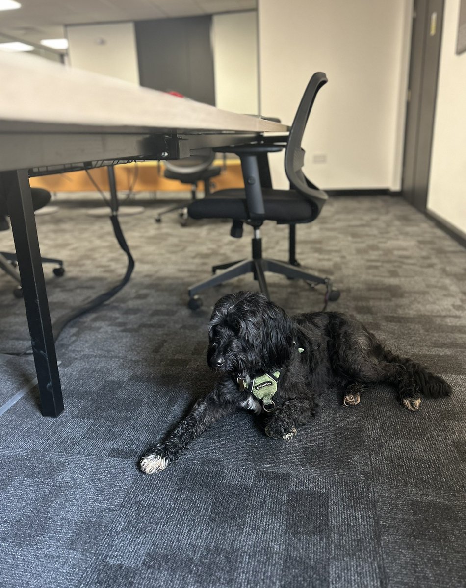 IntrotweetUK's tweet photo. Co-working @BlockWorkspace Taunton made even better when your neighbour looks like this. 🐶 🐾 😍 #TeamIntrotweet https://t.co/OBZ5cqpzqS