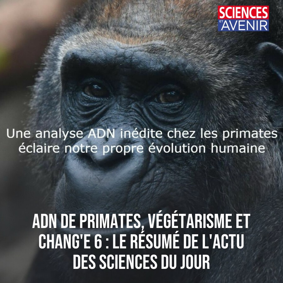 ADN de primates, végétarisme et Chang'e 6 : le résumé de l'actu des sciences du jour 👉 l.sciencesetavenir.fr/G17