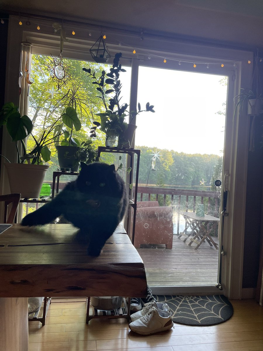cryparadise's tweet photo. life in da new house lately https://t.co/OH41CVgxzJ