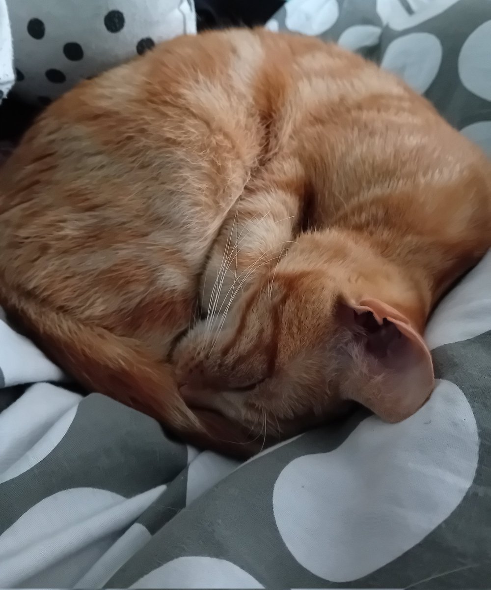 Elinuuuhhh's tweet photo. ๐ถSoft kitty warm kitty little ball of fur, happy kitty sleepy kitty purr purr purr๐ถ
#CatsOfX #CatsOnX #Cute #AdoptDontShop #tuesday #TheBigBangTheory #SoftKitty https://t.co/5mYUIzjyDI