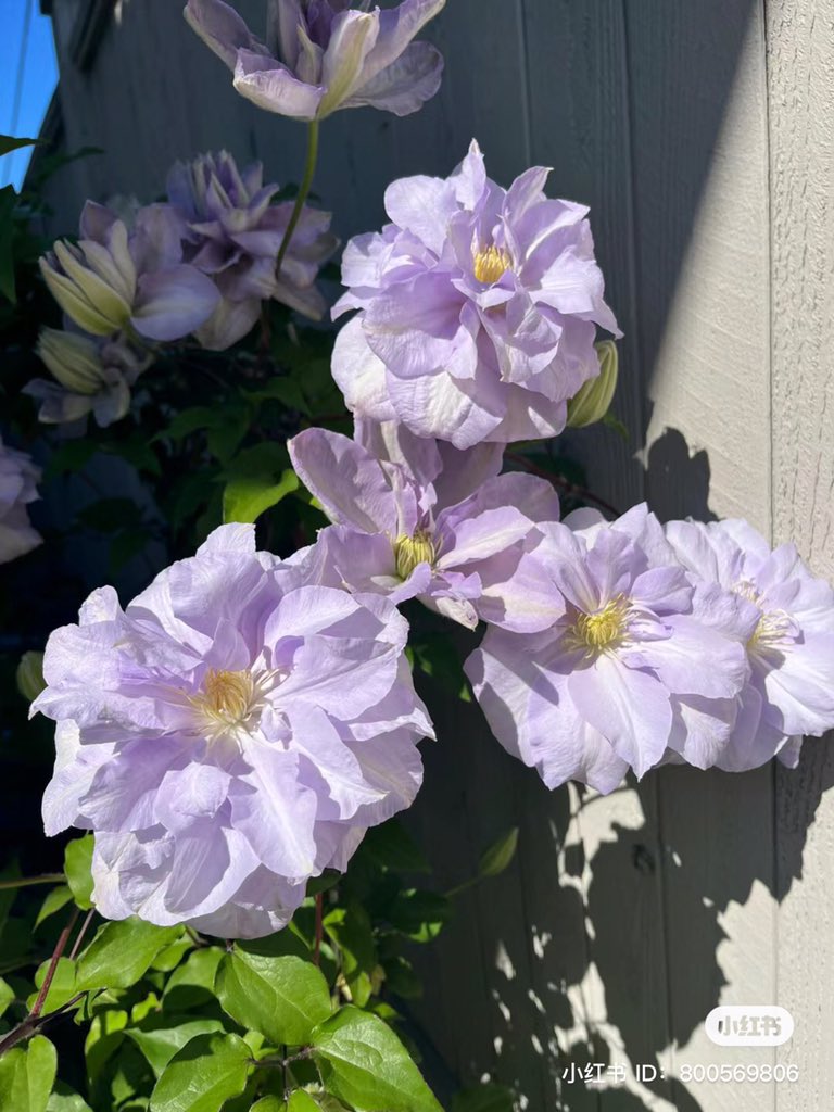 these flowers are so pretty