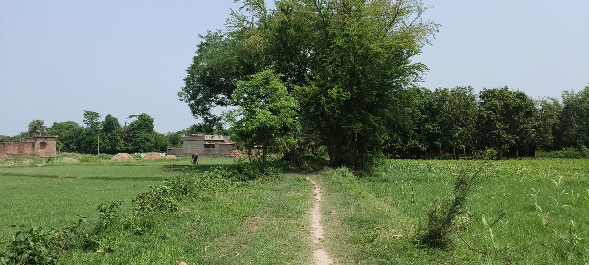 iotaaaa's tweet photo. day-1 at my village 🥹😌 https://t.co/jCrApeJwxN