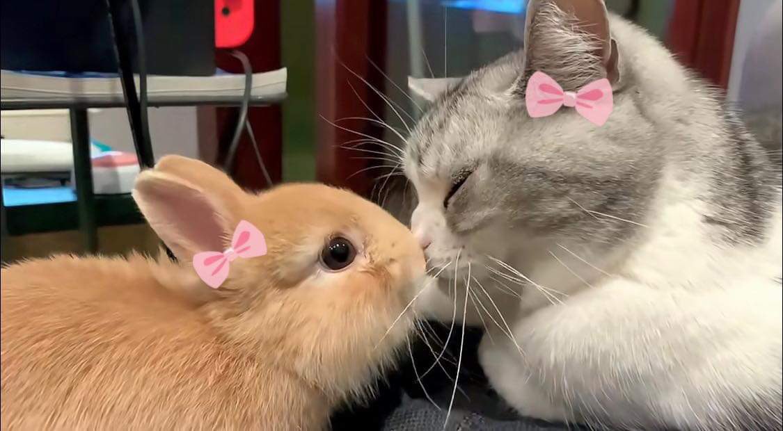 bunnieswbows's tweet image. bffs