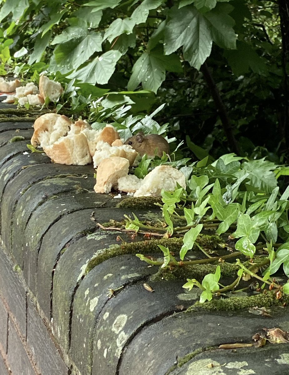 Day 4. Who feeds the wildlife? This shot is from Miss Kassapian. <a href="/WildlifeTrusts/">The Wildlife Trusts</a>