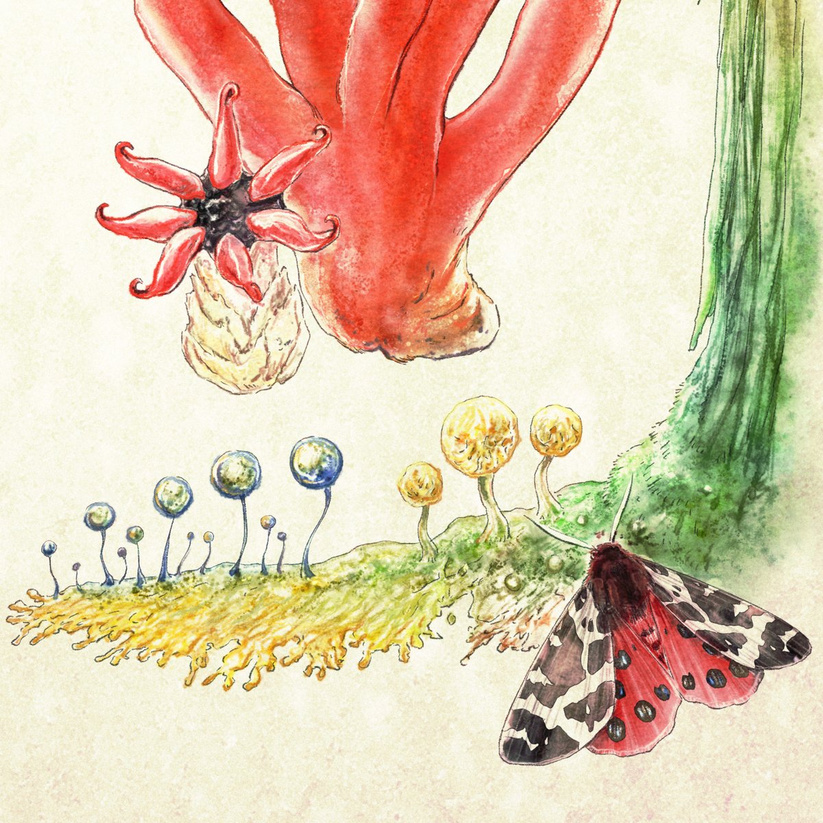 「キノコヒゲナガゾウムシヒトリガ #虫の日 #虫好き」|妙珠美🥀🐈‍⬛のイラスト