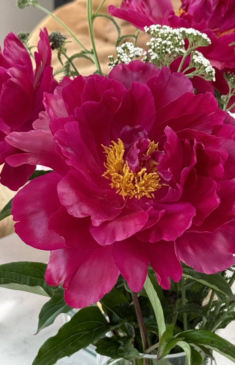 soilblockers's tweet photo. @GWmag #Peony’s https://t.co/nAvZAMQojI