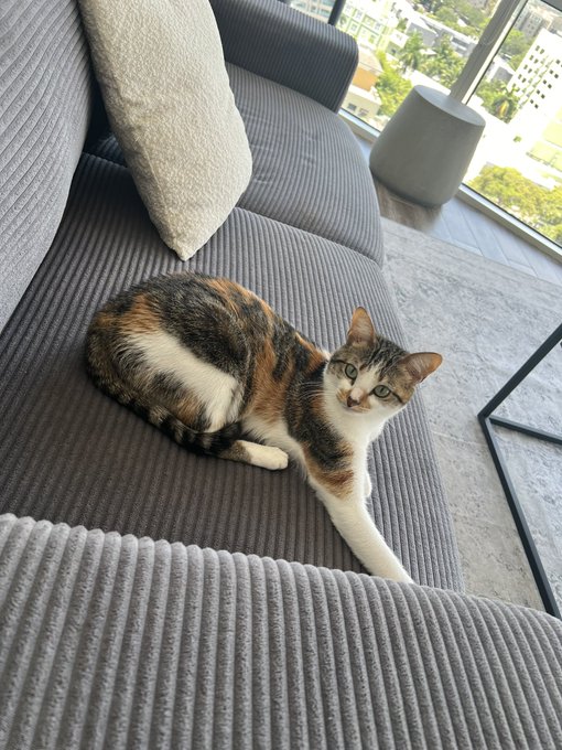 I might turn this into a cat page https://t.co/8dhys1zn39