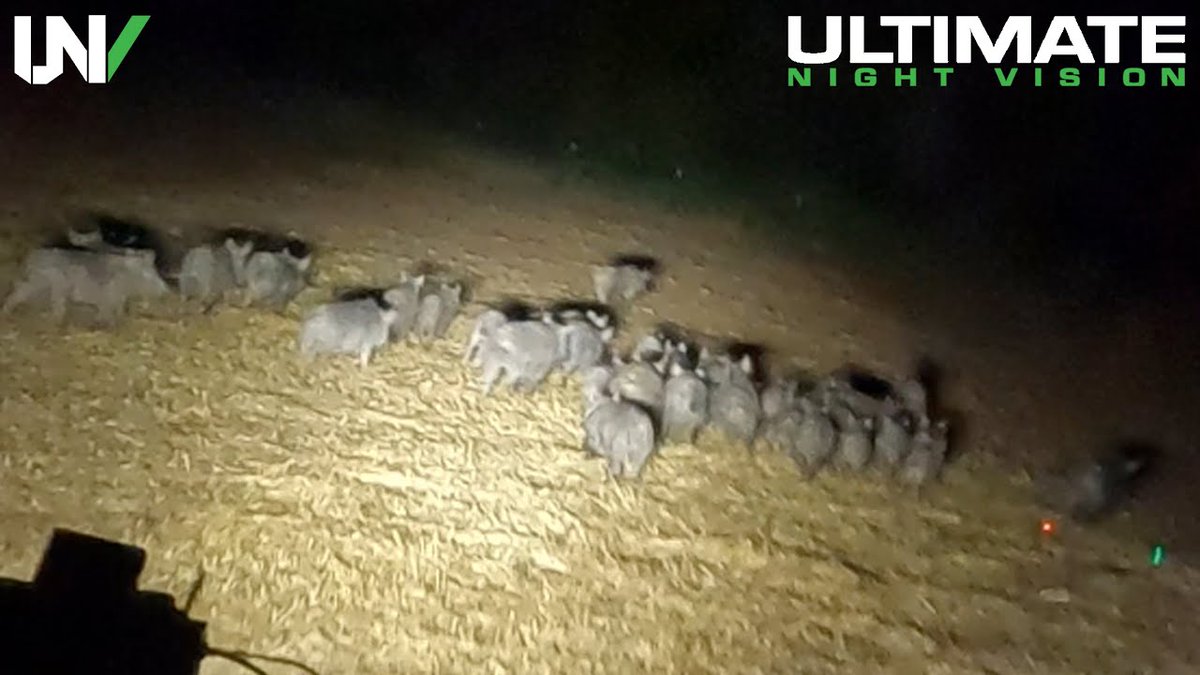 Defending Our Land: The Battle Against Feral Hogs in Texas ~ VIDEO dlvr.it/T7qPjD