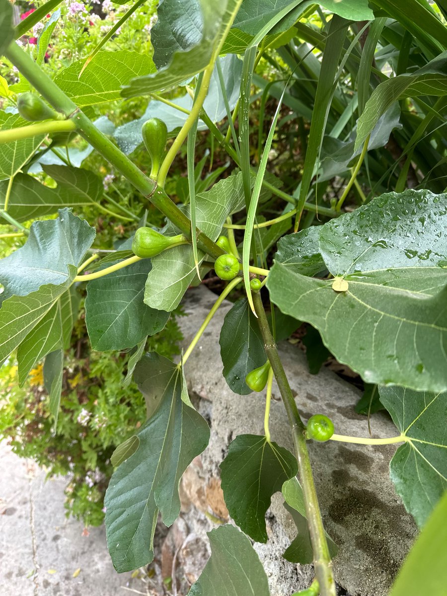 Morales4SDMayor's tweet photo. Shu’s Fig
#YesInMyBackYard
#SanDiego https://t.co/0IMOylVvHy