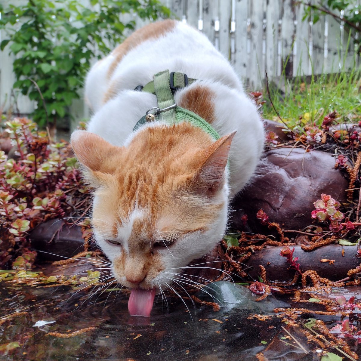 FartyCheddarCat's tweet photo. In da ribber lake
Ware all da rain kollekt
I has a liddle dwink
After I inspek
It be cold and fwesh
Da water from da sky
Filling up my tum
Until it satisfy
#CheddarPoetry #AfterDaRain #MyPawsGotLotsWet
#FiggyGotMuddy #IBeGood #RainNummy #StillNoFin https://t.co/Pv6EfKmrUK