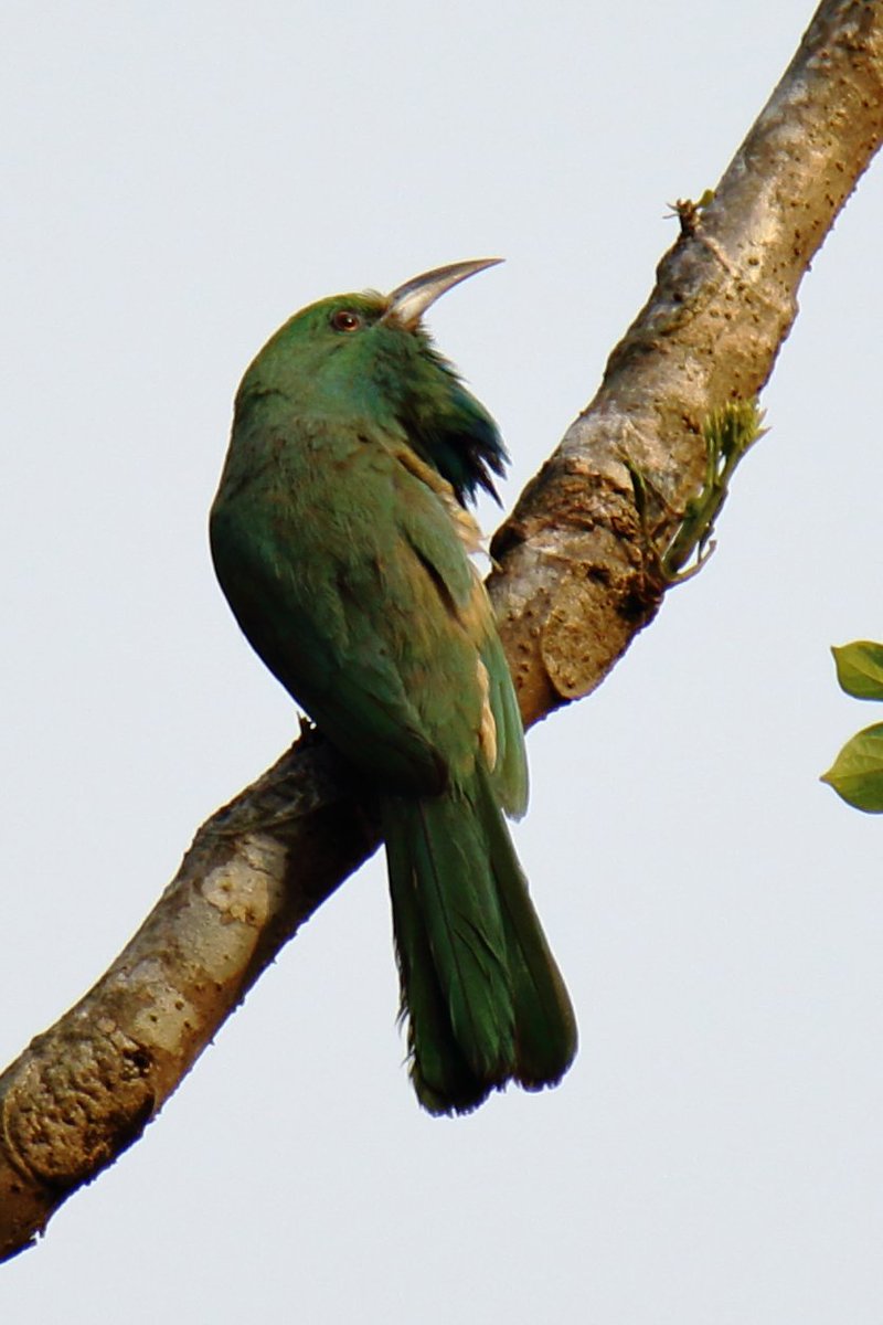 Blue-bearded Bee-eater, at Similipal on June 2024 <a href="/KaustavBanerjee/">Kaustav Banerjee</a> @SimilipalT