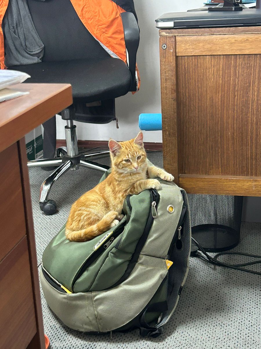 Rorrito فلسطين حرة® tweet media