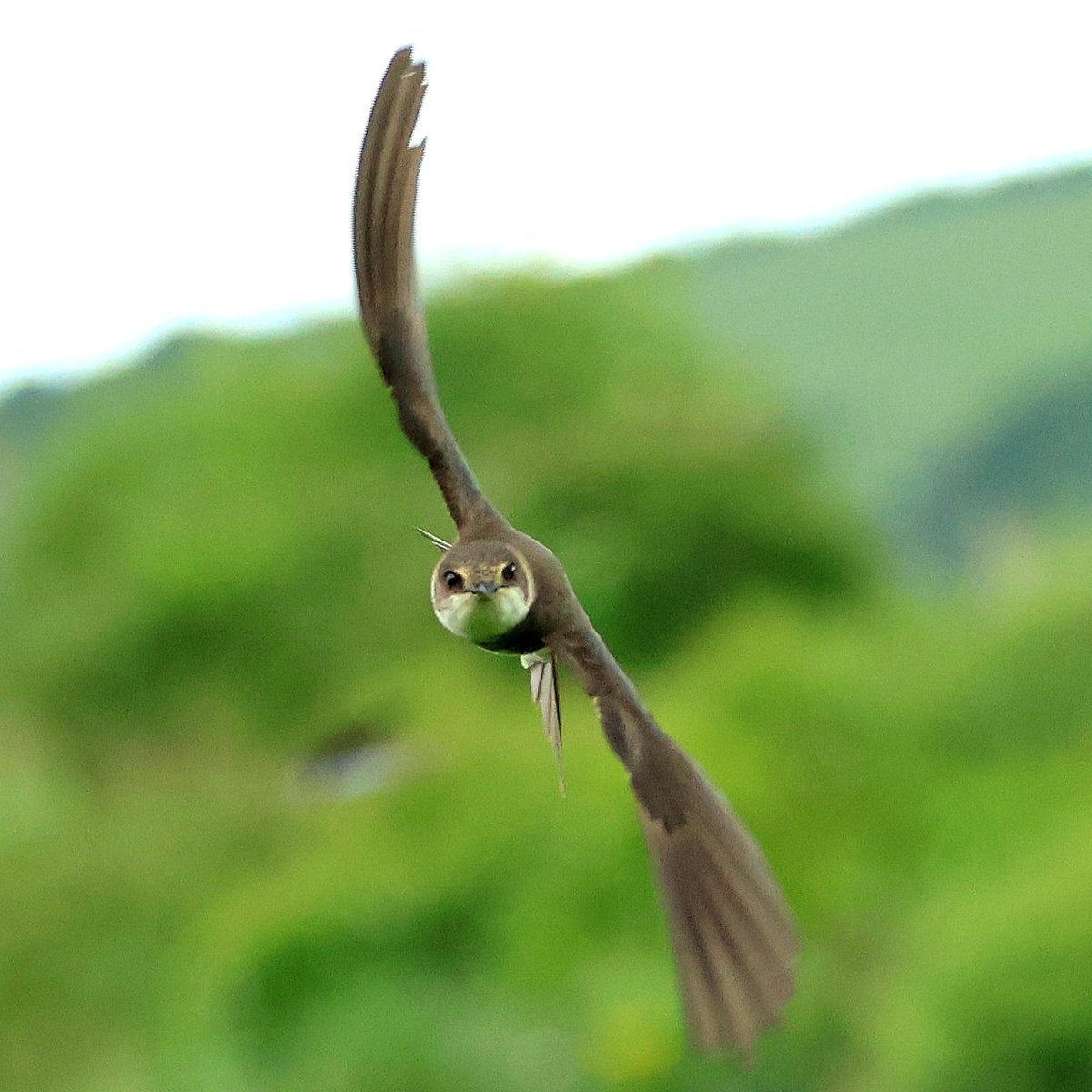 We love this Sand Martin photo taken by Barry Clough. Sand Martins are the smallest European hirundines (which is the collective name for martins and swallows) #Springwatch @BBCSpringwatch