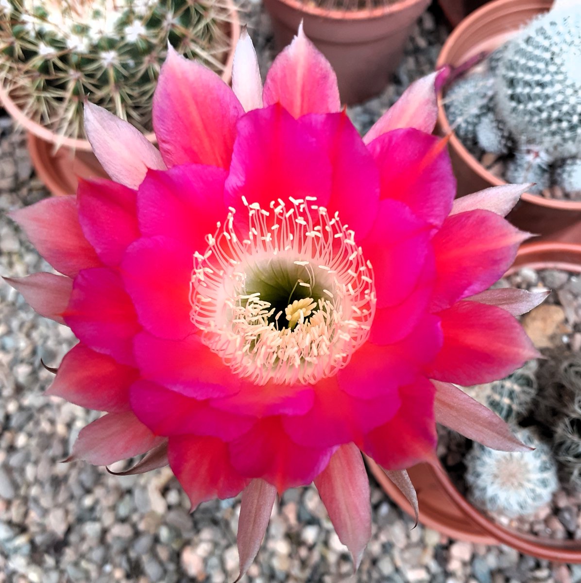 First flower of the year on Echinopsis h. Bourne Friendship.