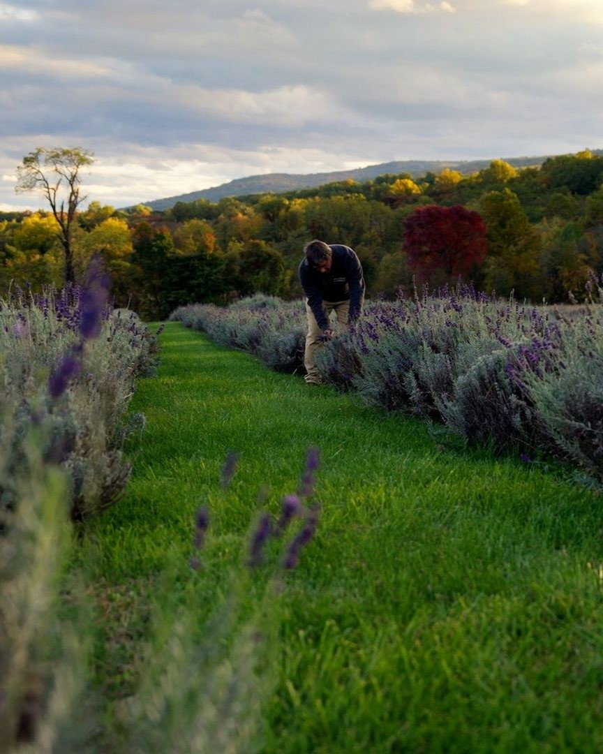 Catoctin Mountain <a href="/visitmaryland/">visitmaryland</a> is the backdrop and lavender fields surround you at @springfield_manor. With more than 2,500 lavender plants, you can cut your own flowers, choose potted plants and enjoy lavender products. #CapitalRegionUSA
📸: @visitfrederickmd