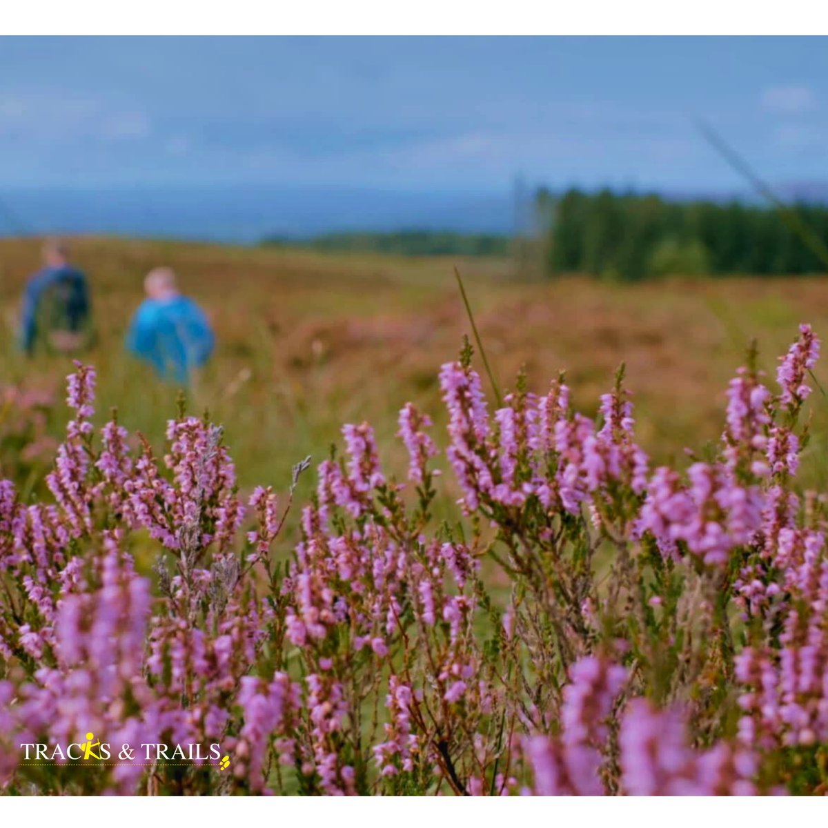 tracksntrailsTV's tweet photo. "Tyrone is the only place in Ireland where a dog can be wild tame. There is something special about Tyrone, there's something in the air"~Declan Forde,a local musician &amp; writer reflects with Diarmaid Ferriter. Watch episode here👉 https://t.co/KvV4AqYhj5 #tyrone #northernireland https://t.co/6ZI0ZTjbaX