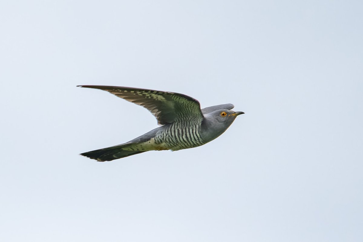 JustD55555's tweet photo. Cuckoo by Stocker's Lake today.
#hertsbirds @Hertsbirds https://t.co/COIN1KW0i8