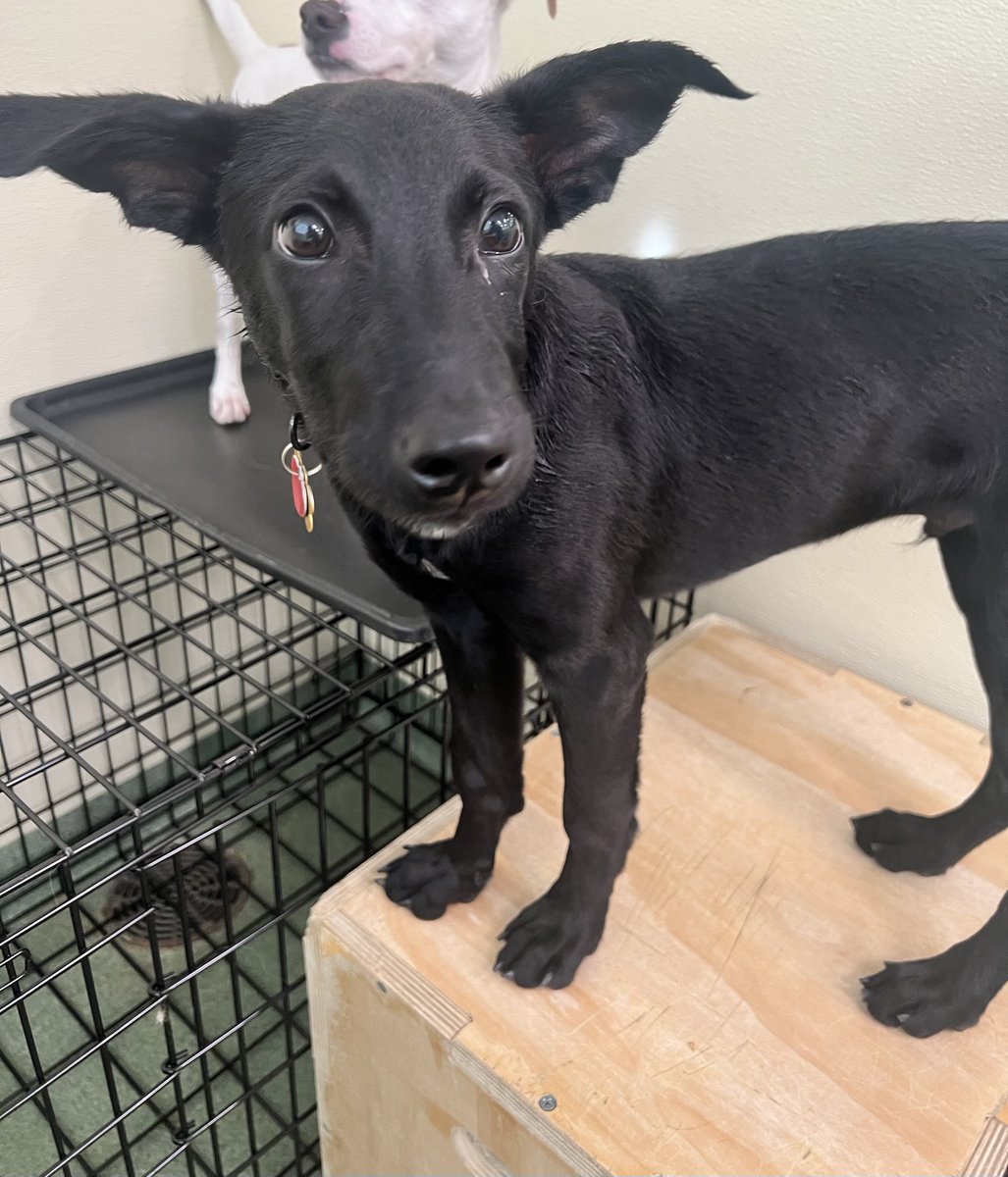 Dog Solution tweet media