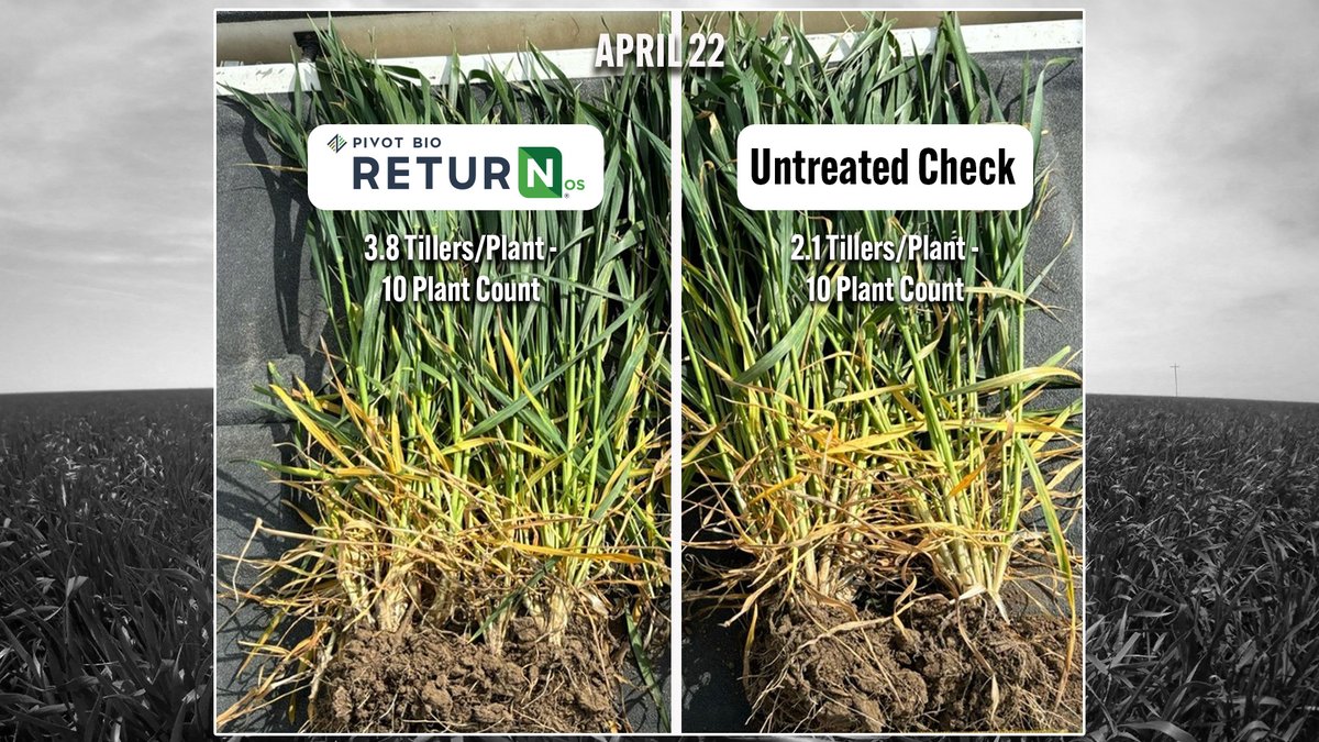 pivotbio's tweet photo. If a picture is worth 1,000 words, how much value can we give an entire growing season? This field treated with Pivot Bio RETURN saw a fall biomass of 1.3 ounces of added plant material per 50 plants. Check out the full season. #PivotBioRETURN #WinterWheat https://t.co/prfkOHvdOz https://t.co/yGYFftqmCd