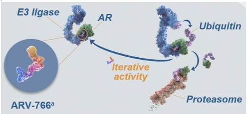 urotoday's tweet image. ARV-766, a #PROTAC androgen receptor degrader, in #mCRPC: Initial results of a phase 1/2 study. Presentation by @DanielPetrylak @YaleCancer. #ASCO24 written coverage by @zklaassen_md @GACancerCenter &amp;gt; bit.ly/3X2jAQq @ASCO