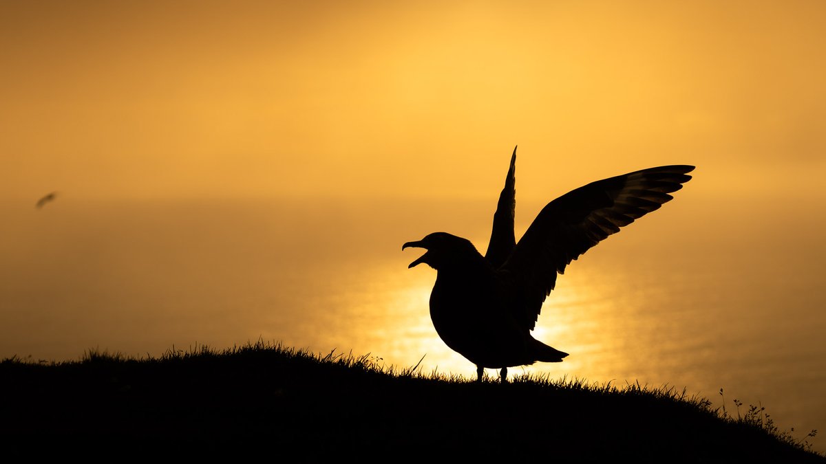 Harry Martin Photography tweet media