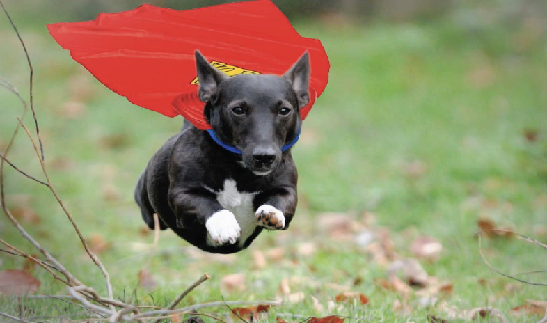 gin_giselle's tweet photo. The first thing I learned in WR60 was how intelligent dogs are. I never realized how dogs can save lives, specifically, how they can detect sicknesses in their owners. This shocked me as I read many stories about dogs being heroes during my research. #WhatIlearnedinWR60 https://t.co/FYGFFMtL4x